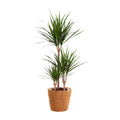 Dracaena marginata (dragebreg) – Ø21 cm, 95 cm høj