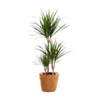 Dracaena marginata (dragebreg) – Ø21 cm, 95 cm høj