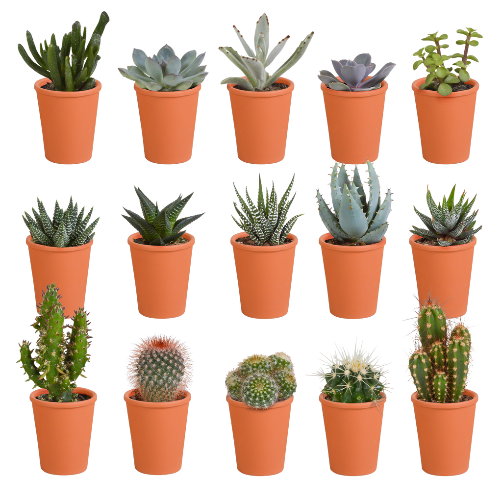 15× Cactus and succulent mix (Cactaceae) in terracotta pot – Ø6 cm, 13 cm high