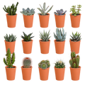 15× Cactus and succulent mix (Cactaceae) in terracotta pot – Ø6 cm, 13 cm high