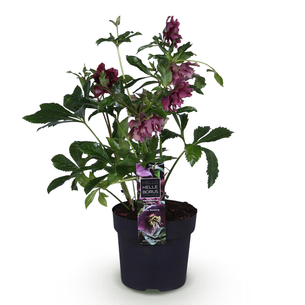 Helleborus orientalis 'Double Ellen Red' (kerstroos) – Ø14 cm, 35 cm hoog – foto 2