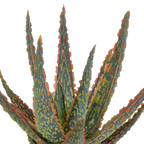 Aloë zebrina Dannyz (aloe) en pot blanc – Ø11 cm, 23 cm de haut