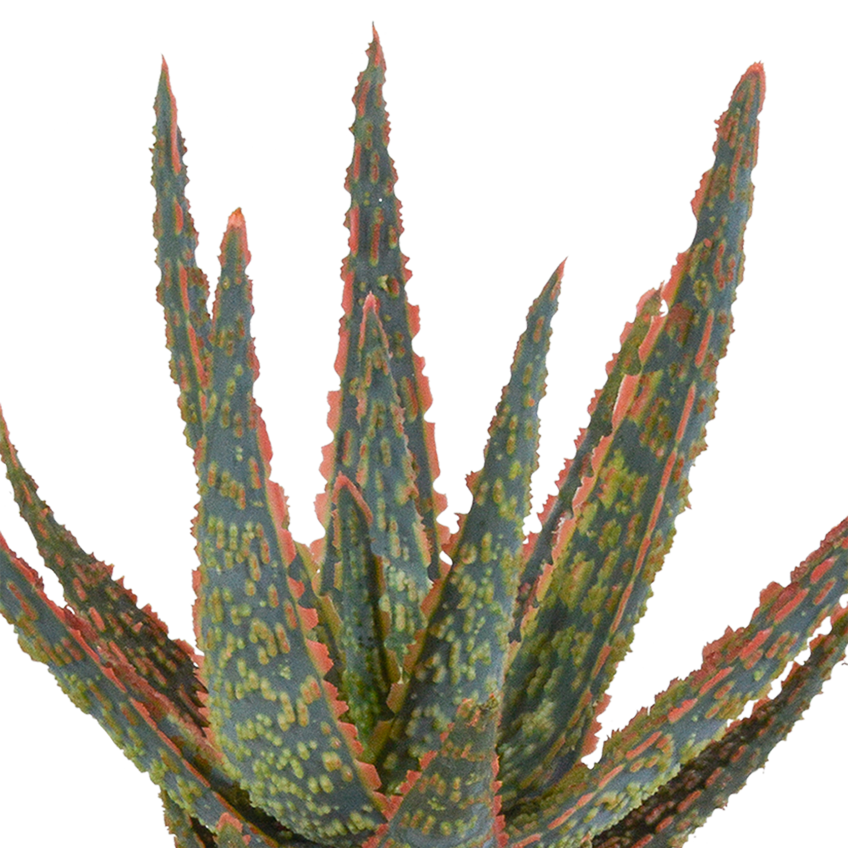Aloë zebrina Dannyz (aloe) en pot blanc – Ø11 cm, 23 cm de haut – photo 8