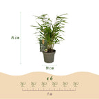 Fargesia rufa (Bambus) – 12 Pflanzen, Ø 14 cm, 35 cm hoch