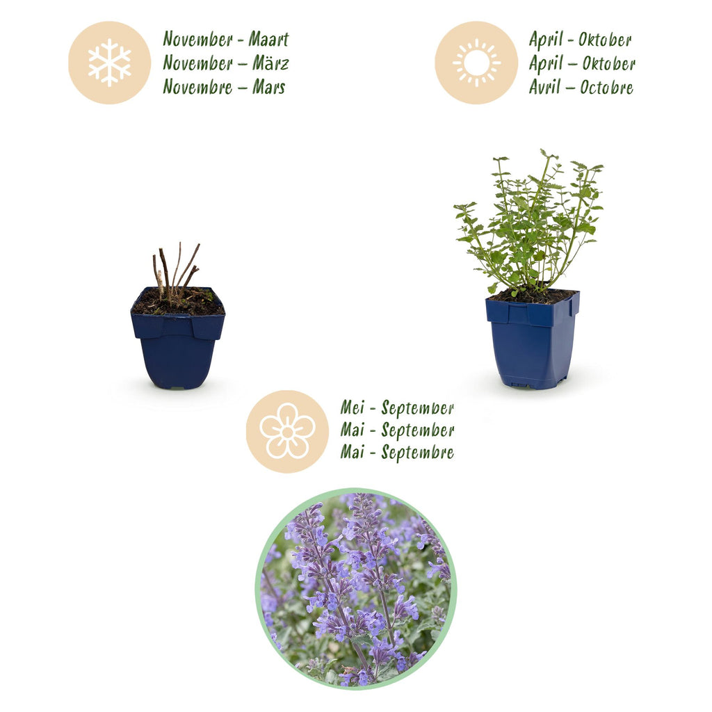 Nepeta faassenii 'Walker’s Low' (menthe pour chat) – bleu – Ø11 cm, 15–25 cm de haut – photo 4