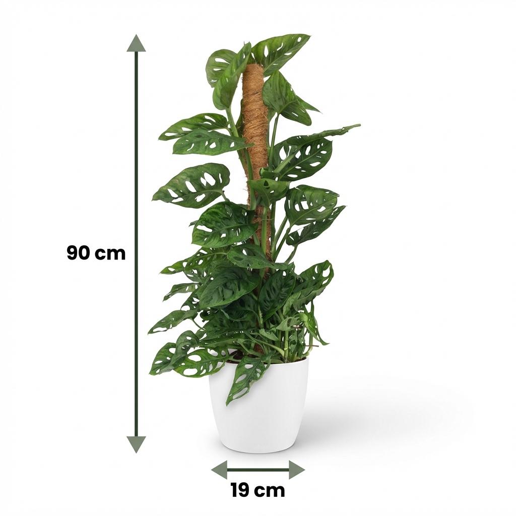 Monkey Mask (Monstera) dans pot décoratif Potter blanc – Ø19 cm, 90 cm de haut