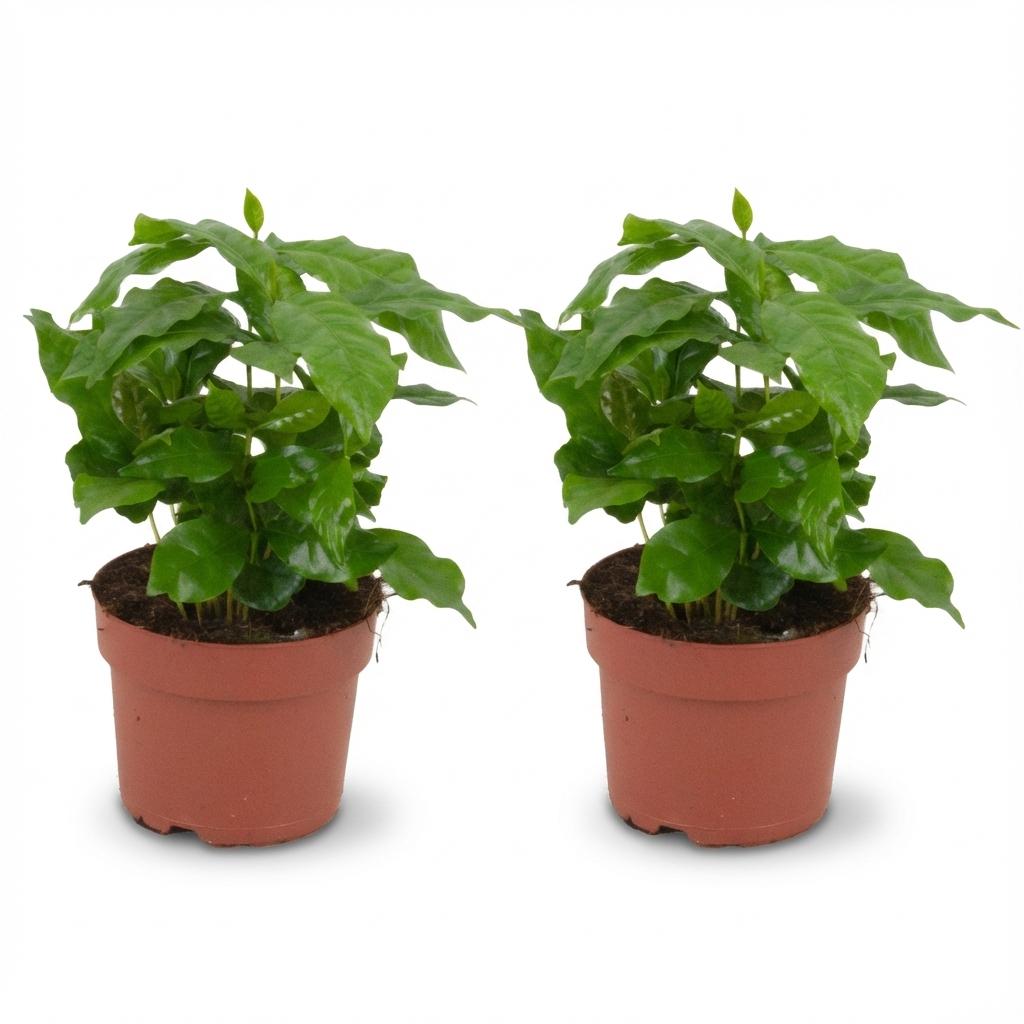 2× Coffea arabica (Kaffeepflanze) – Ø 12 cm, 25 cm hoch