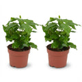 2× Coffea arabica (Kaffeepflanze) – Ø 12 cm, 25 cm hoch