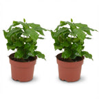 2× Coffea arabica (Kaffeepflanze) – Ø 12 cm, 25 cm hoch