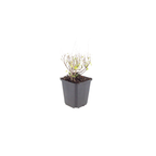 Calamintha nemorosa nepeta (clove balm) – 24 plants, Ø9 cm, 10–25 cm high