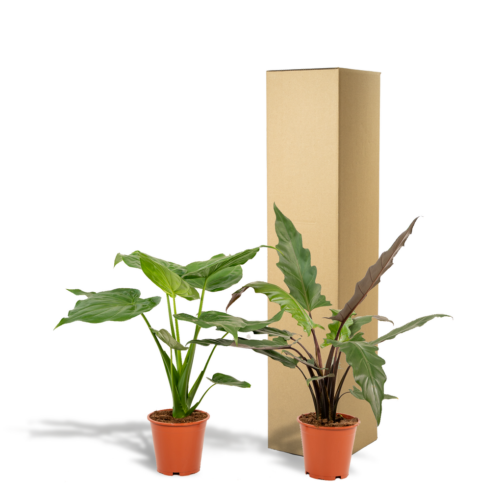 Alocasia Lauterbachiana (Elefantenohr) – Ø19 cm, 60 cm hoch – Bild 6