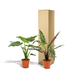 Alocasia Lauterbachiana (Elefantenohr) – Ø19 cm, 60 cm hoch