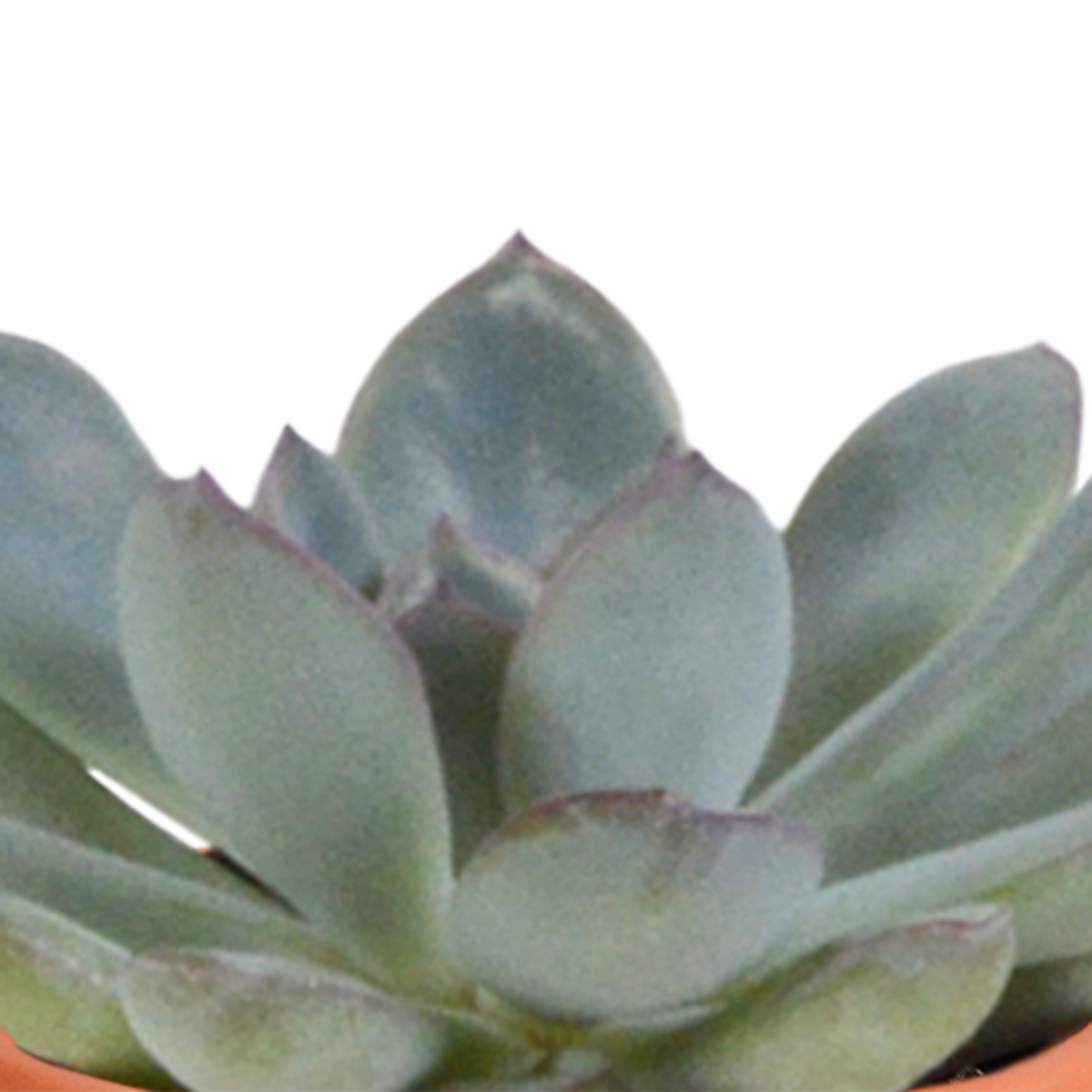 15× Cactus and succulent mix (Cactaceae) in terracotta pot – Ø6 cm, 13 cm high – photo 6