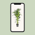 Howea forsteriana (kentiapalm) – Ø21 cm, 130 cm hög
