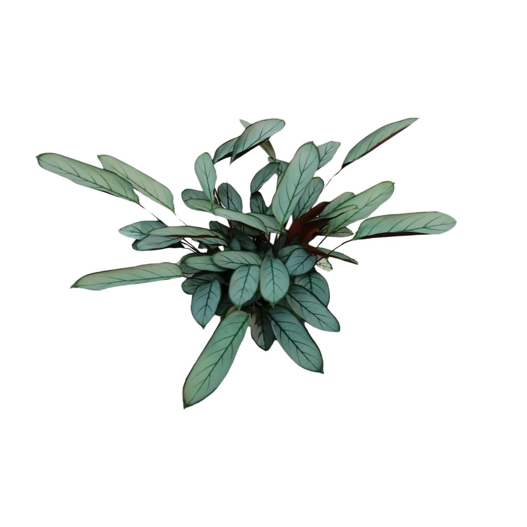 Ctenanthe Oppenheimiana (visgraatplant) – Ø17 cm, 70 cm hoog