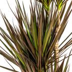 Dracaena marginata Magenta (Drachenbaum) mit Korb – Ø 21 cm, 110–130 cm hoch