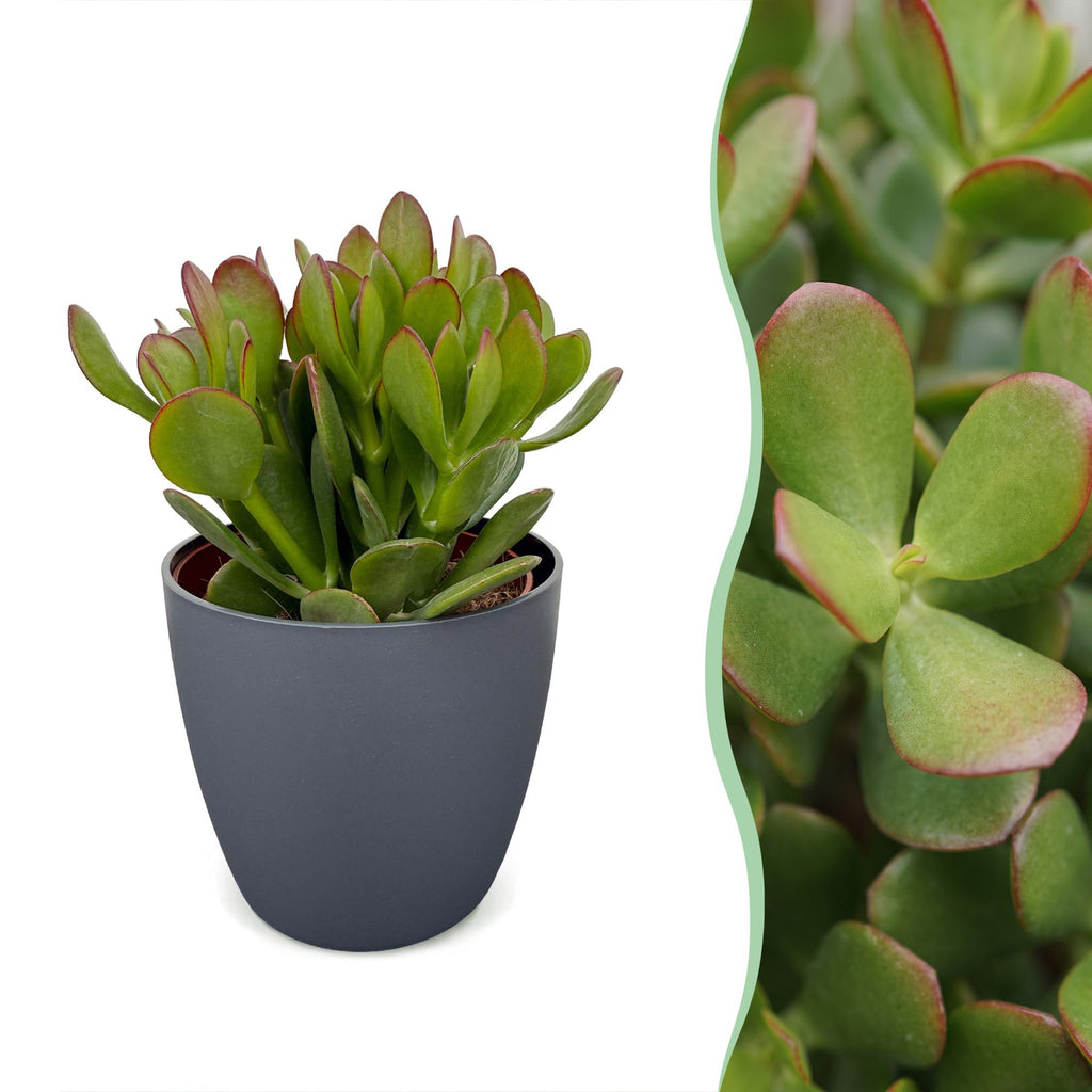 2× Crassula ovata (jadeplante) i grå potte – Ø12 cm, 16 cm høj