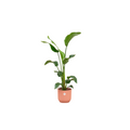 Strelitzia nicolai (white bird of paradise) in Vibes Fold Round decorative pot pink – Ø22 cm, 100 cm high