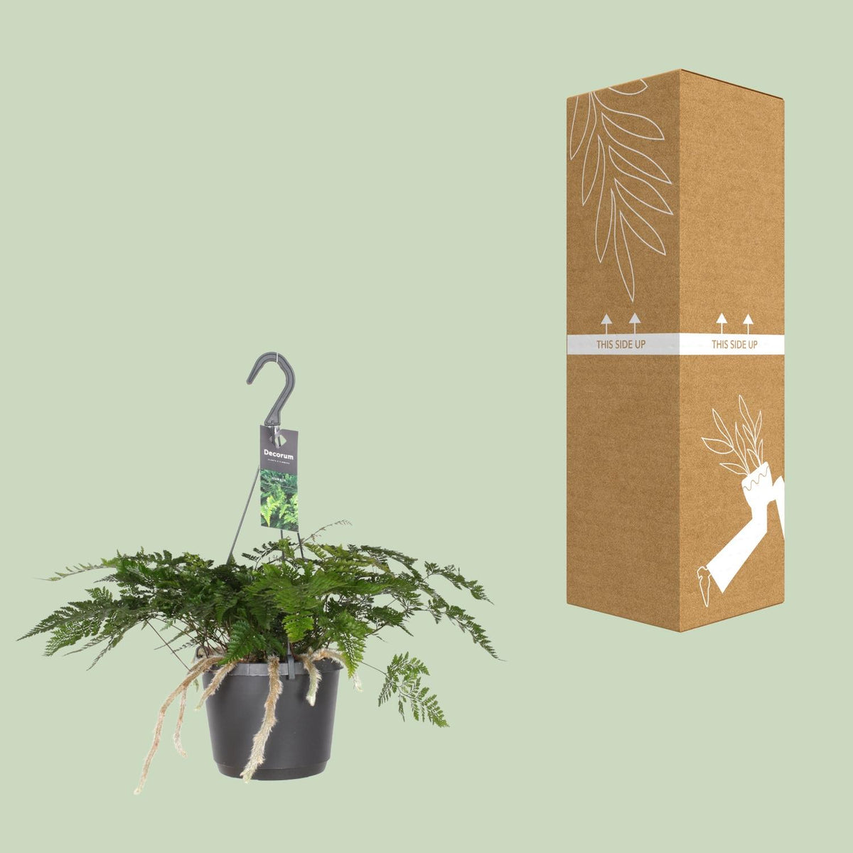 Farn – Ø 17 cm, 20 cm hoch