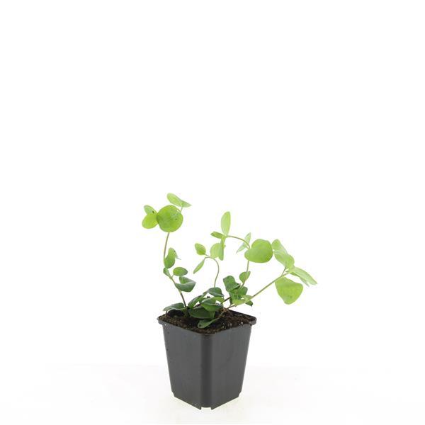Vinca major (Gewöhnlicher Efeutute) – 48 Pflanzen, Ø9 cm, 10–25 cm hoch