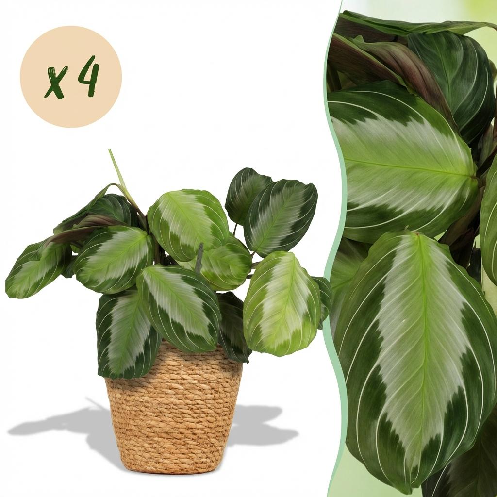4× Maranta Fascinator Silverband (plante prieuse) avec panier – Ø12 cm, 25 cm de haut