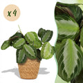 4× Maranta Fascinator Silverband (plante prieuse) avec panier – Ø12 cm, 25 cm de haut