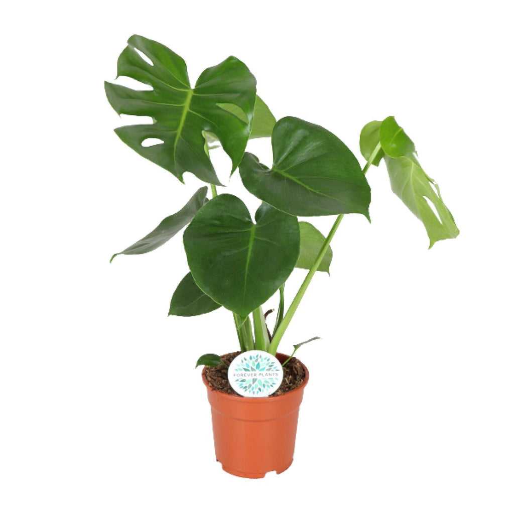 Monstera deliciosa (gatenplant) – Ø17 cm, 55 cm hoog – art. 2926