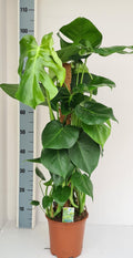 Monstera (gatenplant) – Ø19 cm, 80 cm hoog