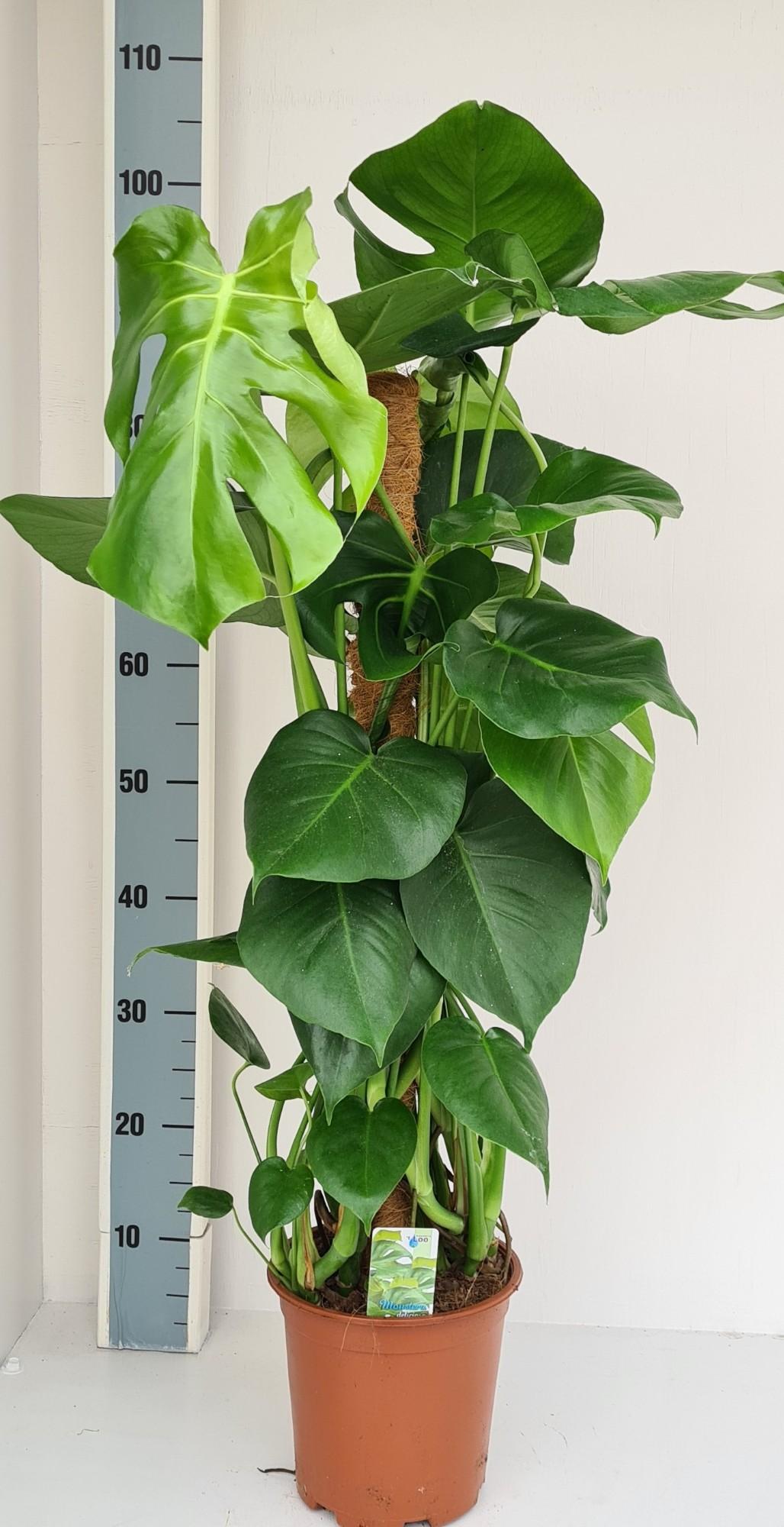 Monstera (Fensterblatt) – Ø 19 cm, 80 cm hoch