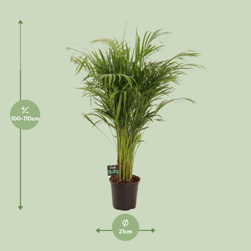 Dypsis lutescens (goudpalm) – Ø21 cm, 110 cm hoog