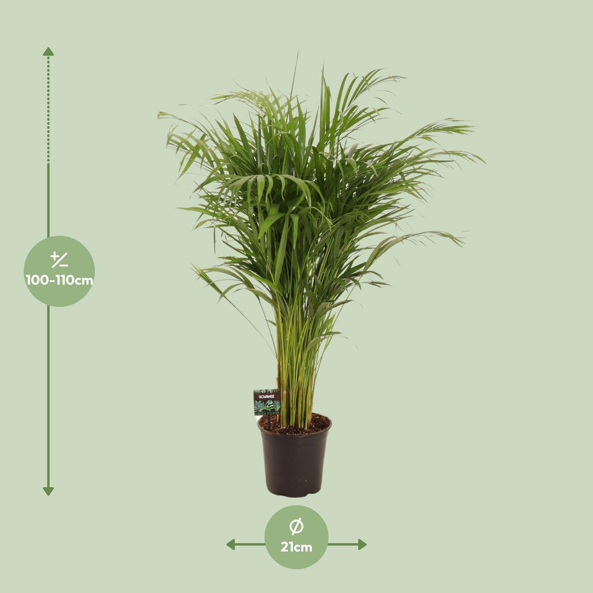 Dypsis lutescens (goudpalm) – Ø21 cm, 110 cm hoog