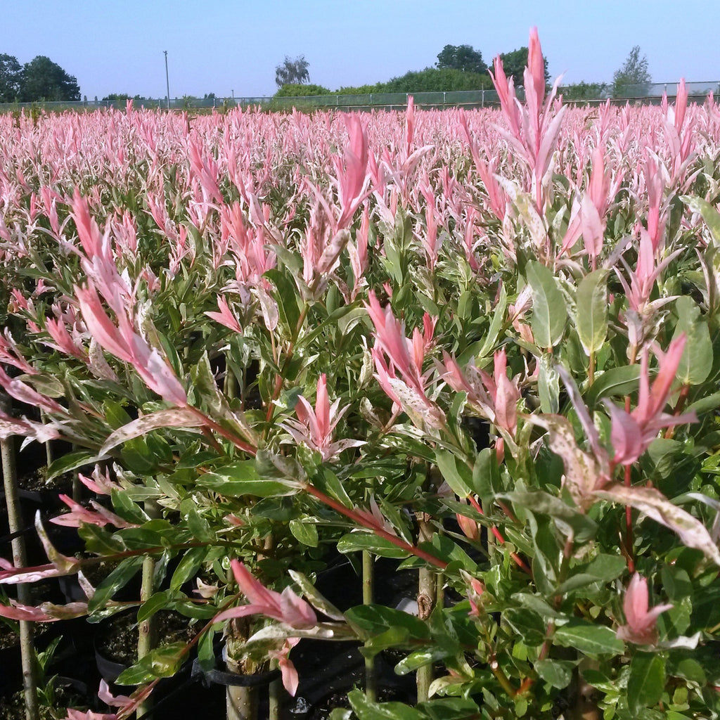 Salix 'Flamingo' (saule) – Ø17 cm, 70–80 cm de haut – photo 5