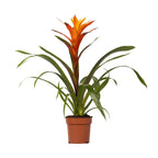 Guzmania Variada (Bromeliaceae) – Ø12 cm, 50 cm high