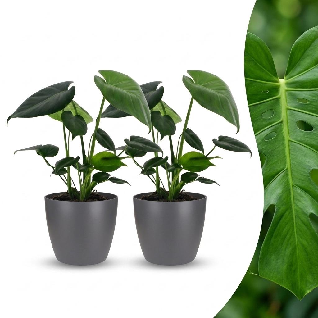 2× Monstera deliciosa (Fensterblatt) im grauen Pflanzkübel von Potter – Ø 12 cm, 30 cm hoch