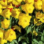 Tulpe 'Strong Gold' – 20 Blumenzwiebeln (Zwiebelgröße 11/12)