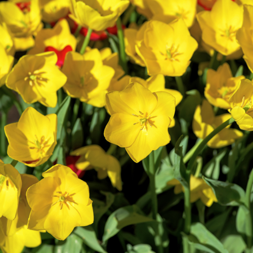 Tulp 'Strong Gold' – 20 bloembollen (bolmaat 11/12)
