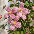 Clematis montana 'Marjorie' (mountain clematis) – pink – Ø9 cm, 35 cm high