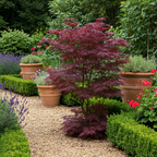 Acer palmatum 'Bloodgood' (japansk ahorn) – rød – Ø19 cm, 70 cm høj