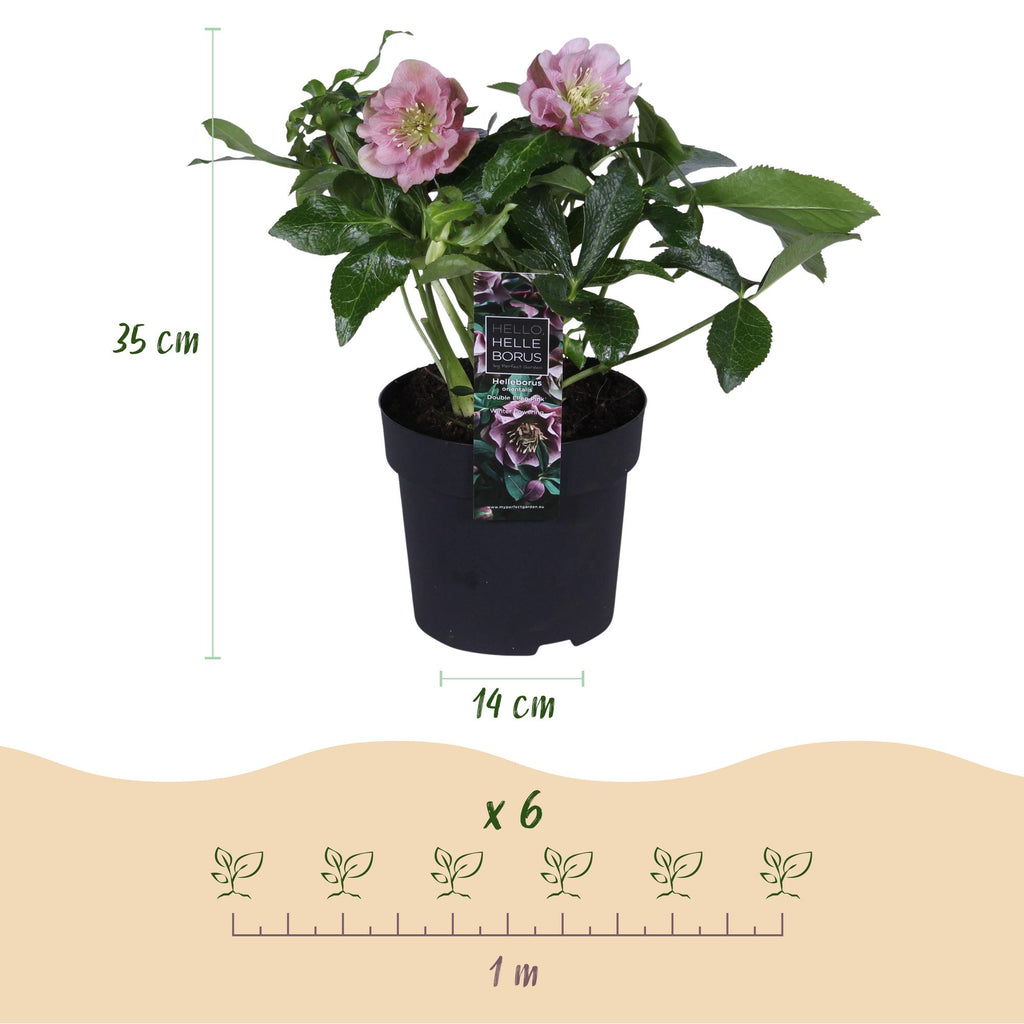 Helleborus orientalis 'Double Tricolour' (Christrose) – rosa – 3 Pflanzen, Ø 14 cm, 35 cm hoch – Bild 3