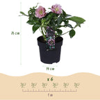 Helleborus orientalis 'Double Tricolour' (Christrose) – rosa – 3 Pflanzen, Ø 14 cm, 35 cm hoch