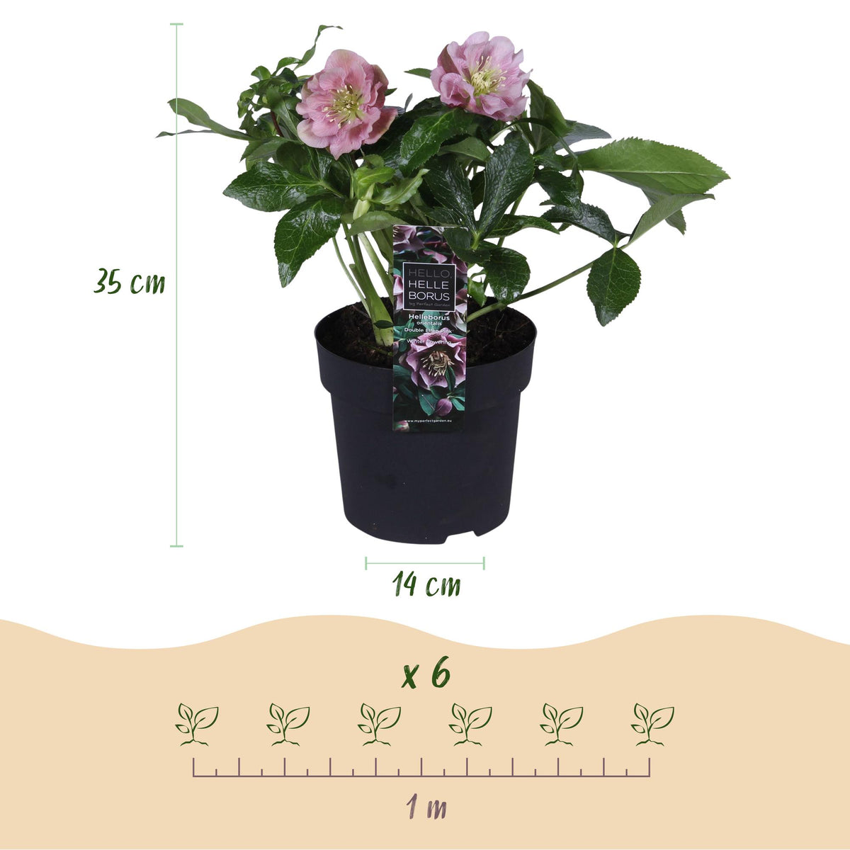 Helleborus orientalis 'Double Tricolour' (Christrose) – rosa – 3 Pflanzen, Ø 14 cm, 35 cm hoch