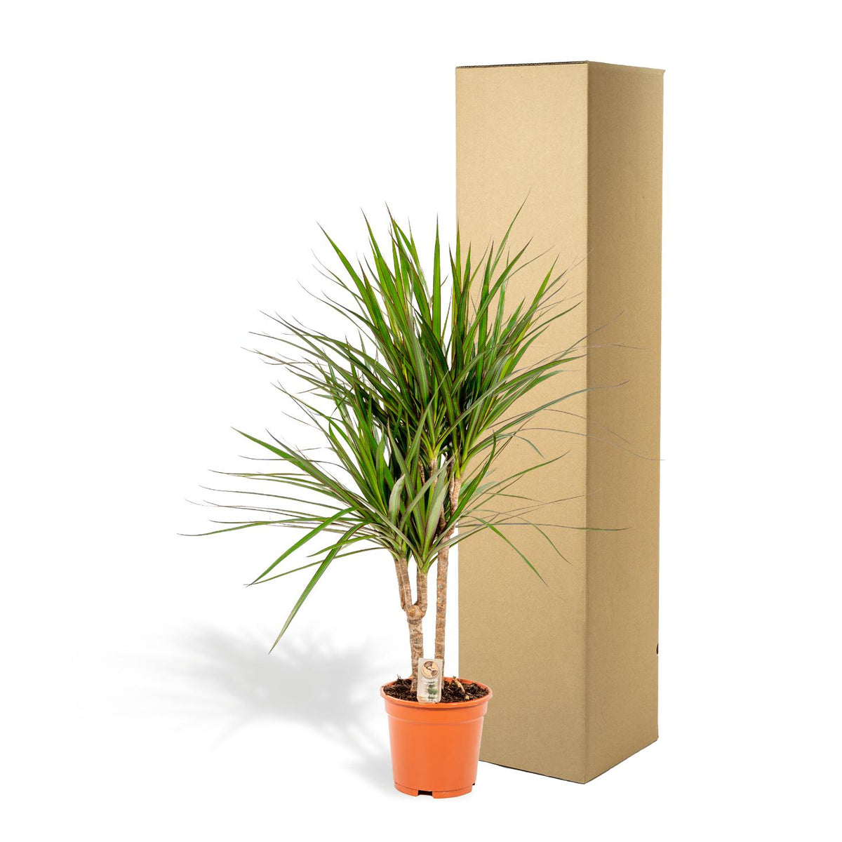 Dracaena marginata (dragetræ) – Ø17 cm, 90 cm høj