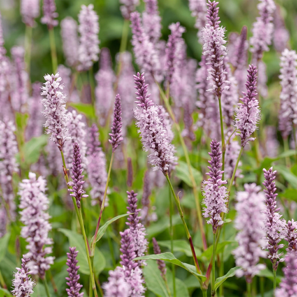 Persicaria amplexicaulis 'Rosea' (achillée mille-feuille) – rose – 6 plantes, Ø11 cm, 15–25 cm de haut – photo 5