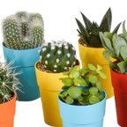 15× Mélange de cactus et plantes grasses (Cactaceae) – Ø6 cm, 13 cm de haut – pot en plastique coloré