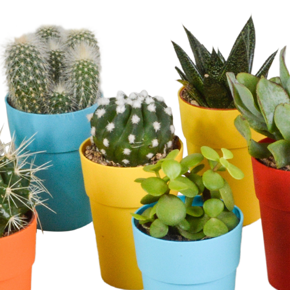 15× Mélange de cactus et plantes grasses (Cactaceae) – Ø6 cm, 13 cm de haut – pot en plastique coloré