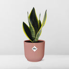 Sansevieria Futura Superba im ELHO Vibes Fold 14 cm rosa (Bogenhanf) – 40 cm hoch