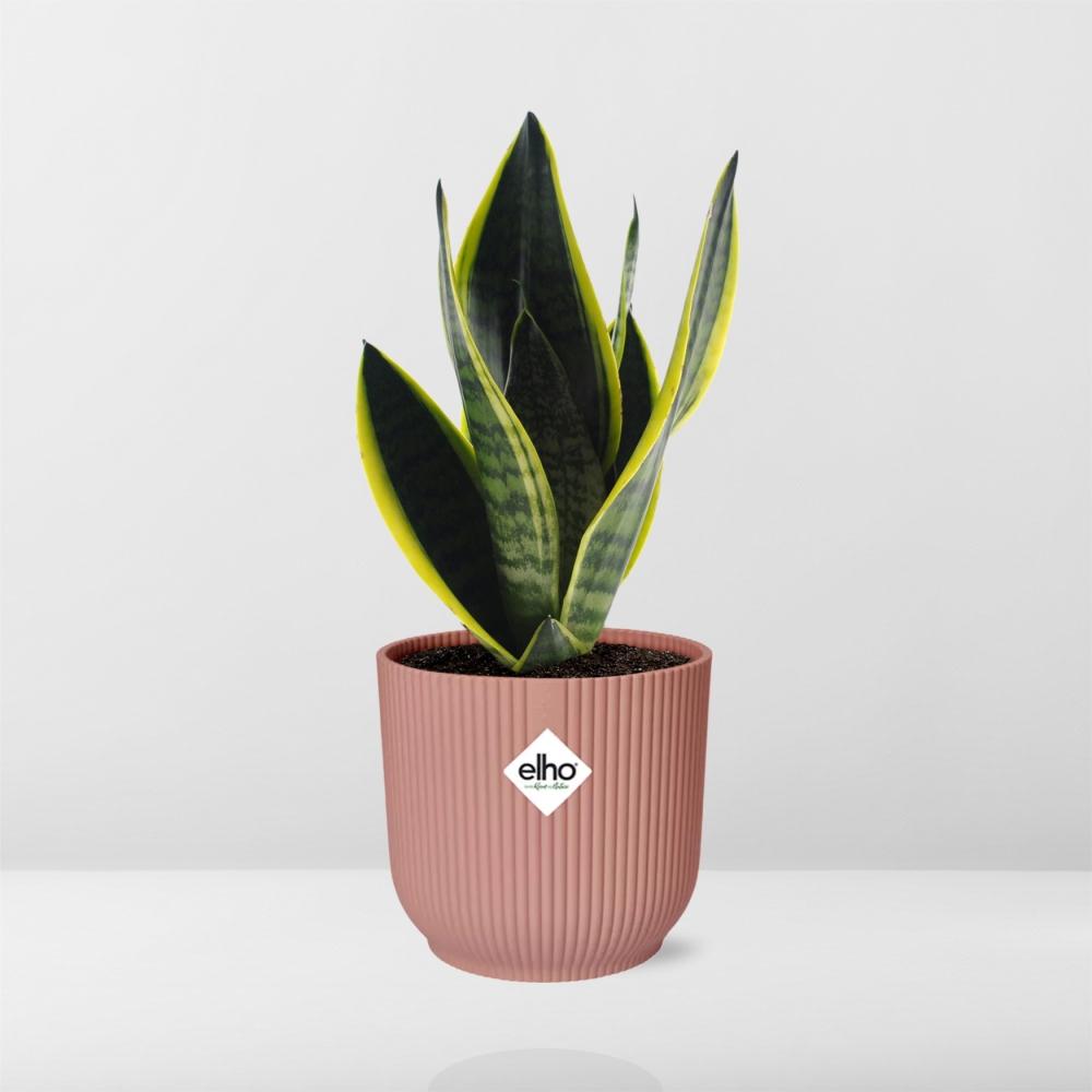 Sansevieria Futura Superba im ELHO Vibes Fold 14 cm rosa (Bogenhanf) – 40 cm hoch – Bild 6