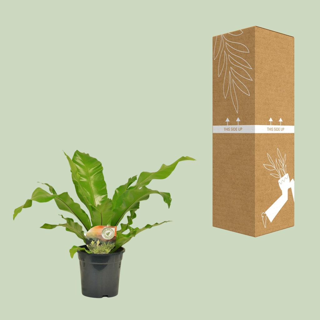 Asplenium nidus (fugleredbreg) – Ø17 cm, 60 cm høj