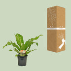 Asplenium nidus (fugleredbreg) – Ø17 cm, 60 cm høj