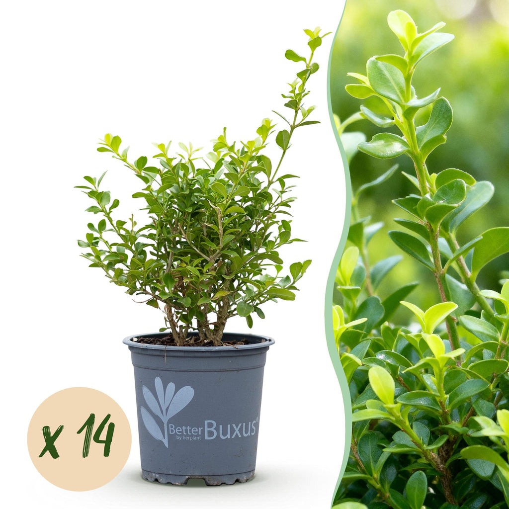 Buxus – 14 Pflanzen, Ø 11 cm, 25–30 cm hoch